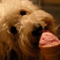 puppy ice cream cone
